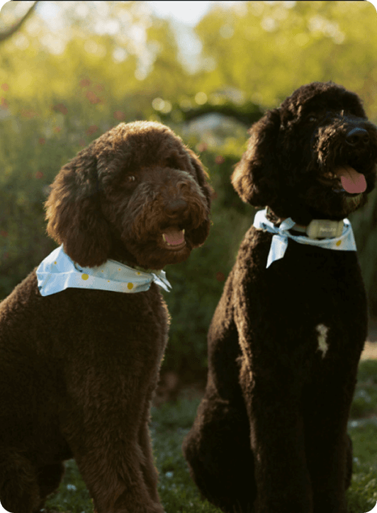 Our Story - Two Standard Poodles